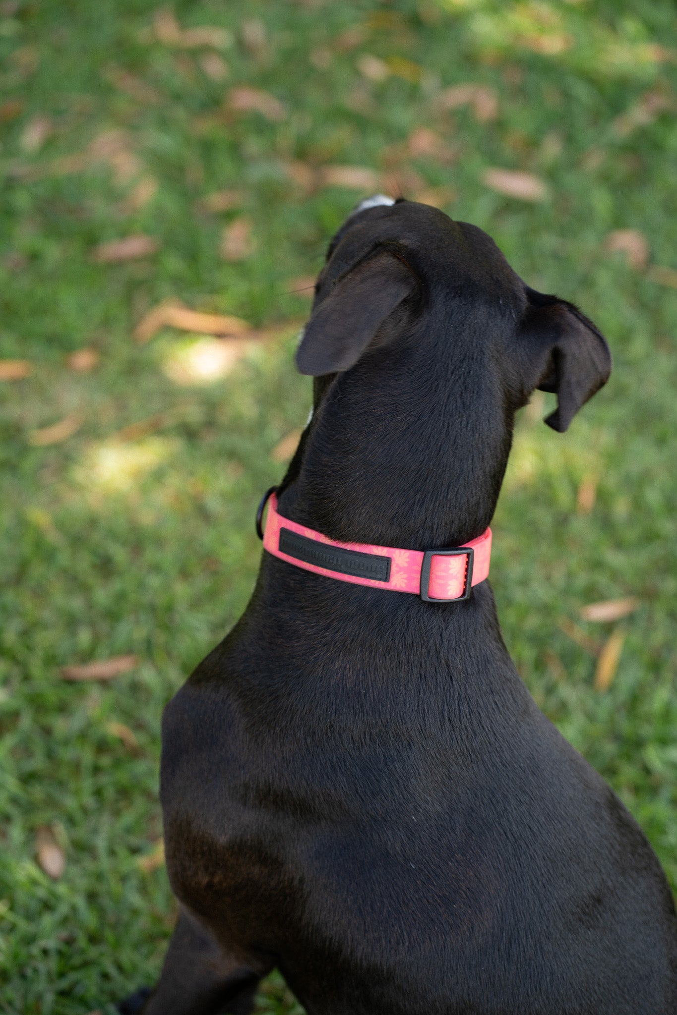 Pink Awapuhi 'Ginger' Collar