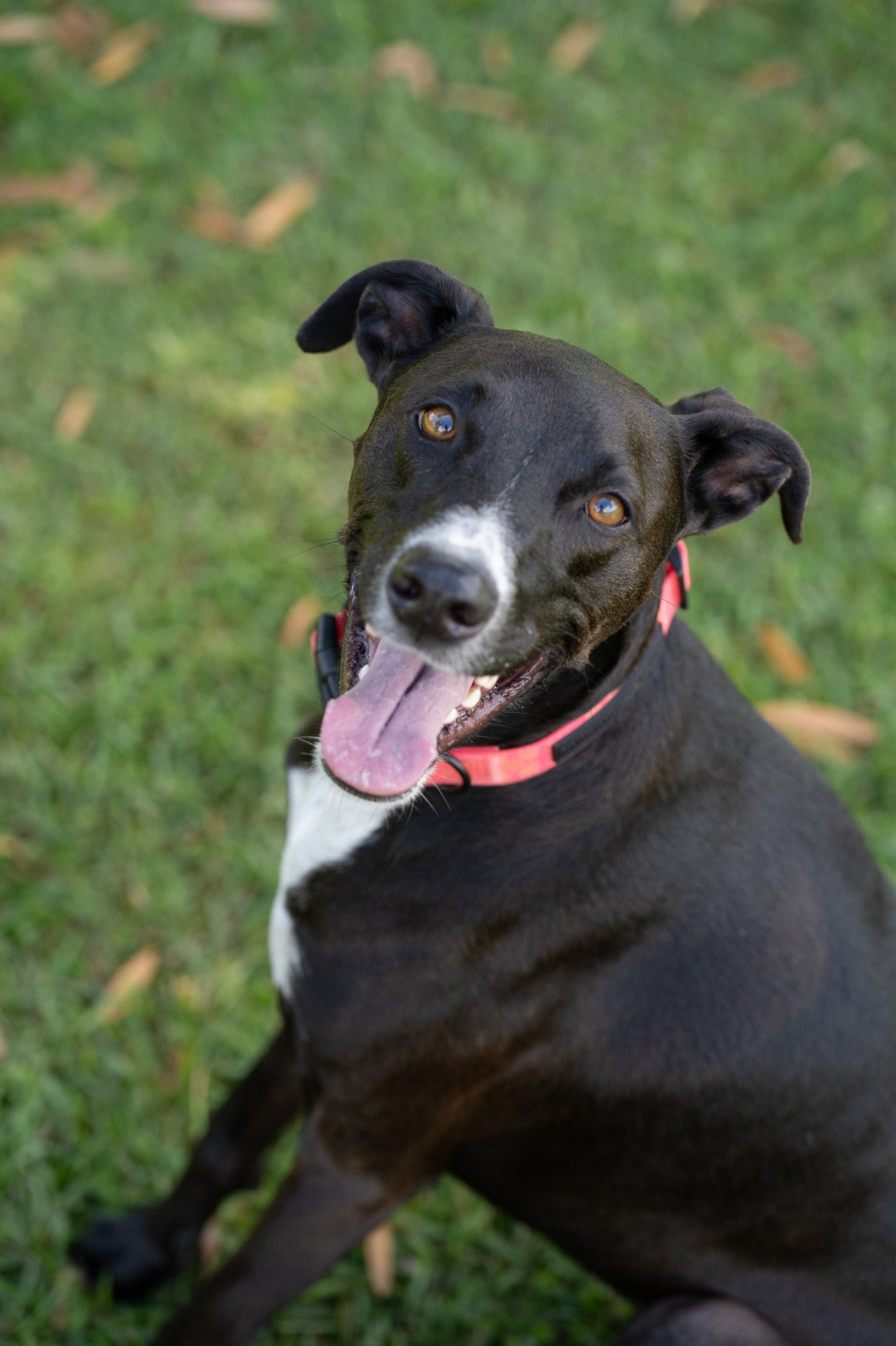 Pink Awapuhi 'Ginger' Collar