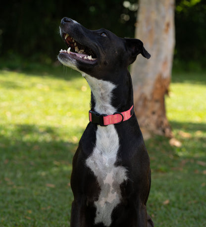 Pink Awapuhi 'Ginger' Collar